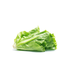 Lechuga Española