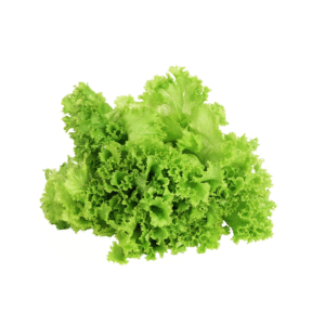 Lechuga hidropónicas lollo green