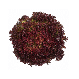 Lechuga hidropónica Lollo Rosa