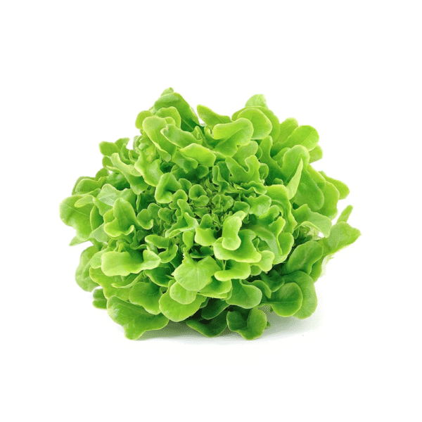 Lechuga Marina(venta x unidad)