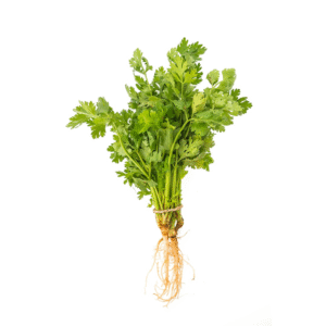 Cilantro (Venta x manijo)