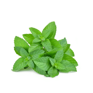 Menta (Bandeja de 100g)